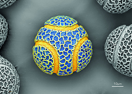 Das Bild eines Pollenkorns einer Passionsblume in 10.000-facher Vergrößerung