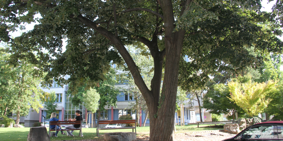 Park with tree