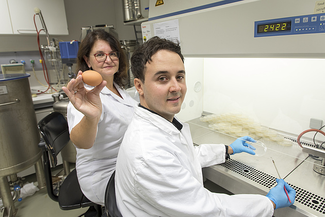 Tomislav Cernava and Gabriele Berg work on the laminar flow, Cernava inoculates on an agar plate, Berg presents an egg