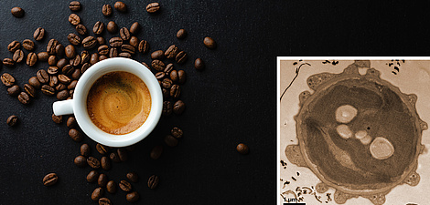 Image of a cup of espresso with roasted coffee beans next to it. On the right, an electron microscope image of a circular alga.