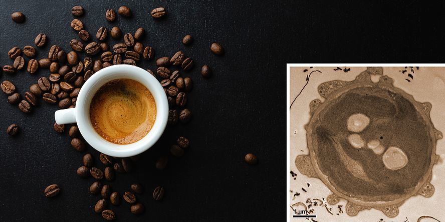Image of a cup of espresso with roasted coffee beans next to it. On the right, an electron microscope image of a circular alga.