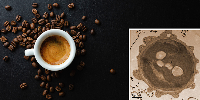 Image of a cup of espresso with roasted coffee beans next to it. On the right, an electron microscope image of a circular alga.