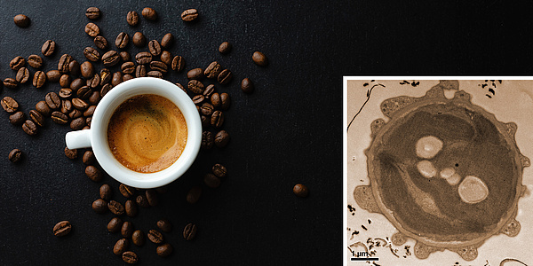 Image of a cup of espresso with roasted coffee beans next to it. On the right, an electron microscope image of a circular alga.
