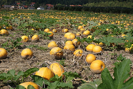 an oil pumpkin field