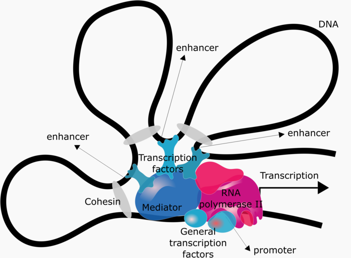 : A pink bubble says "RNA polymerase II". A blue bubble next to it says "Mediator". Two light blue bubbles under them say "General transcription factors" and "Promoter". Light blue strings on top of the blue bubble says "Transcription factors". There is a wavy black string in the backgrount. It is parted by grey strings calles "Cohesin". The black string is DNA. there are several arrows saying "Enhancer" and "Transcription". 