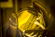 Detail of a solar cell in a Petri dish.