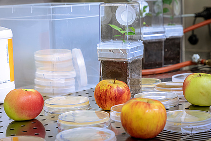 Äpfel und Petrischalen in Laborumgebung