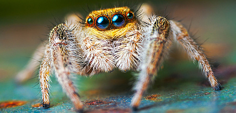 A jumping spider with hairy legs looks at the camera.