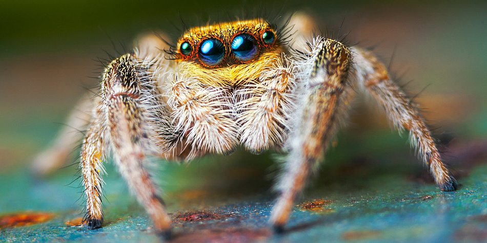 A jumping spider with hairy legs looks at the camera.