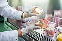 Two hands in laboratory gloves hold Petri dishes with red markings, in the background even more Petri dishes are stacked.