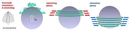 Grafische Darstellung zu Einflüssen der Polymerströmung auf das Blasenaufstiegsverhalten
