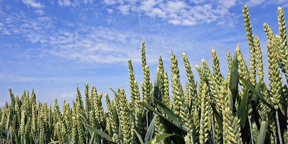 Densely growing wheat plants in a field, above them the sky with fine clouds.
