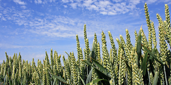 Dichtwachsende Weizenpflanzen auf einem Feld, darüber der Himmel mit feinen Wolken.