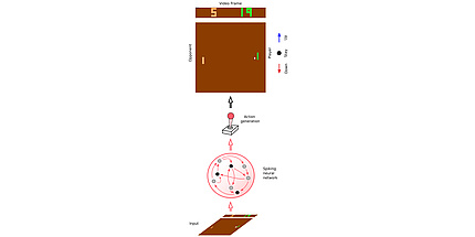 A spiking neural network learns to play the Atari game Pong.