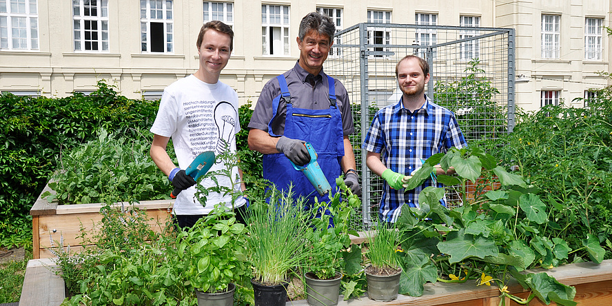 Drei Männer stehen hinter einem voll bepflanzten Hochbeet und halten unterschiedliche Gartengeräten in der Hand.