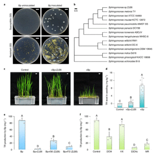 Figure 3 from the puplication (Agar plates, phylogenetic tree, 3 potts with rice plants, chart bars)