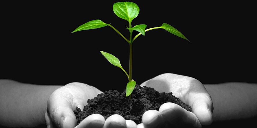 Eine junge grüne Pflanze wächst aus einem Erdhäufchen, gehalten von zwei Händen. Nur die Pflanze ist grün dargestellt, die Hände schwarz-weiß vor schwarzem Hintergrund.