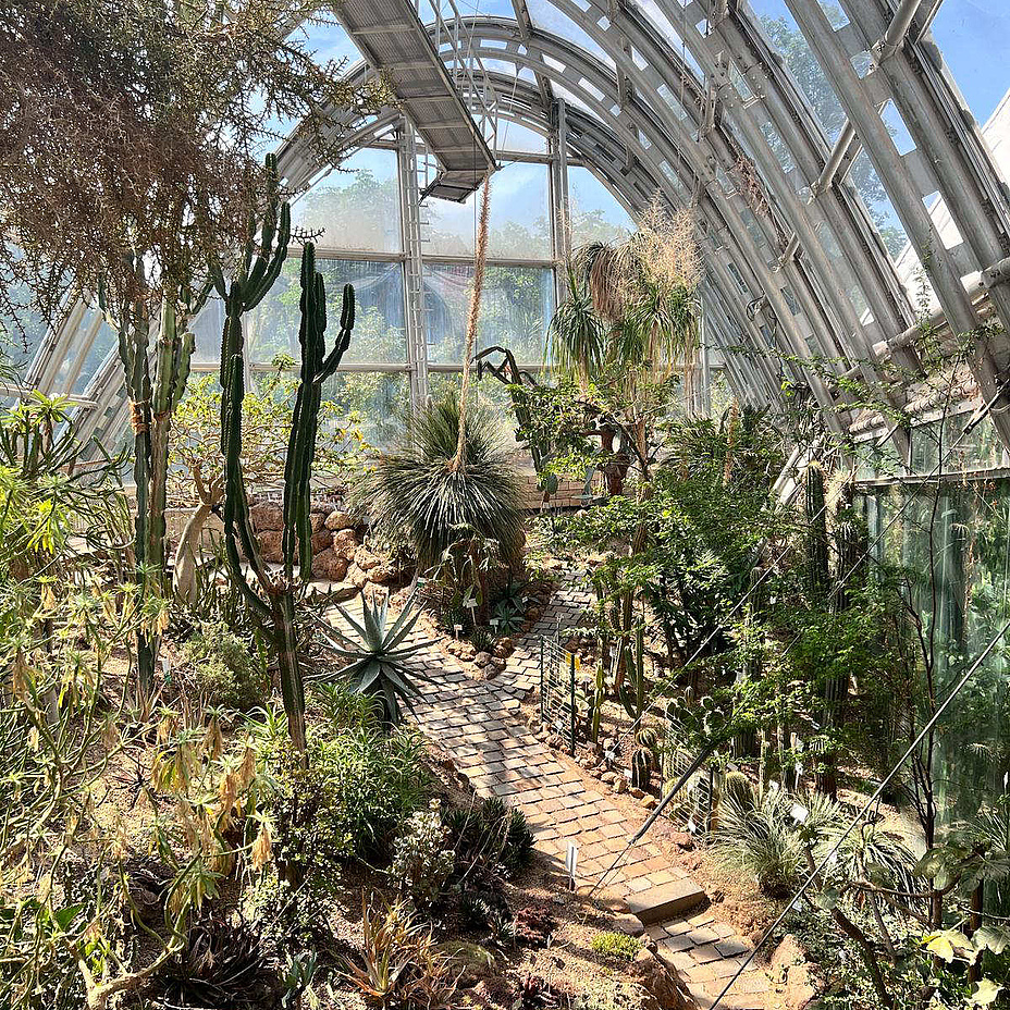 Greenhouse of a botanical garden with exotic plants.