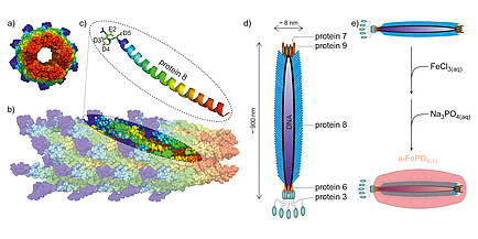 A colourful picture. A shows a donut – it is red on the inside, yellow, green and blue on the outside. B is longer and also red, yellow, green light blue and dark blue. C shows a piece of B but enlarged. It says Protein 8 and shows a curled string in red, yellow, green, light blue and dark blue. On top there are several strings saying D3, D4, E2 and D5. D shows a longer string which says DNA. Outside of it are little blue strings named Protein 8. On top there are orange strings named Protein 7 and 9. On the bottom there are blue bubbles named Proetin 6 and 3. E shows D on the side and two arrows pointing down. Next to the arrows it says FeCl3(eq) and Na3PO4(aq). On the bottom of the arrows it says a-FePO4(s). On the bottom of the second arrow is again D on the side with an orange sphere around. 