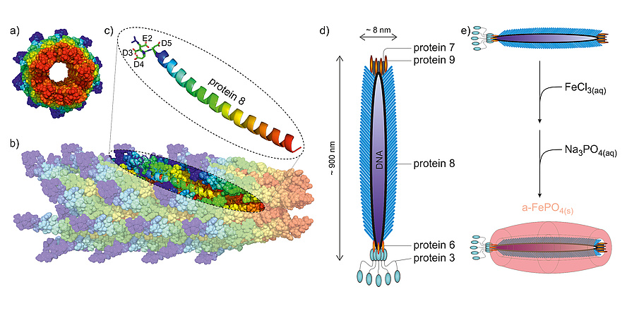 A colourful picture. A shows a donut – it is red on the inside, yellow, green and blue on the outside. B is longer and also red, yellow, green light blue and dark blue. C shows a piece of B but enlarged. It says Protein 8 and shows a curled string in red, yellow, green, light blue and dark blue. On top there are several strings saying D3, D4, E2 and D5. D shows a longer string which says DNA. Outside of it are little blue strings named Protein 8. On top there are orange strings named Protein 7 and 9. On the bottom there are blue bubbles named Proetin 6 and 3. E shows D on the side and two arrows pointing down. Next to the arrows it says FeCl3(eq) and Na3PO4(aq). On the bottom of the arrows it says a-FePO4(s). On the bottom of the second arrow is again D on the side with an orange sphere around. 