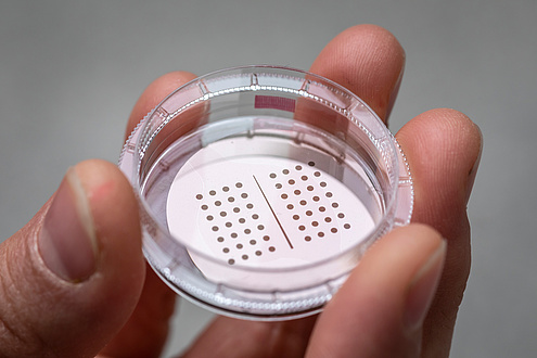 Fingers hold Petri dish with a round wafer-thin film in it