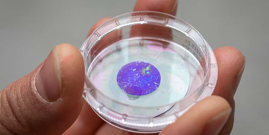 Fingers hold Petri dish with a round wafer-thin pigment film in it