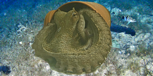 Octopus in the sea