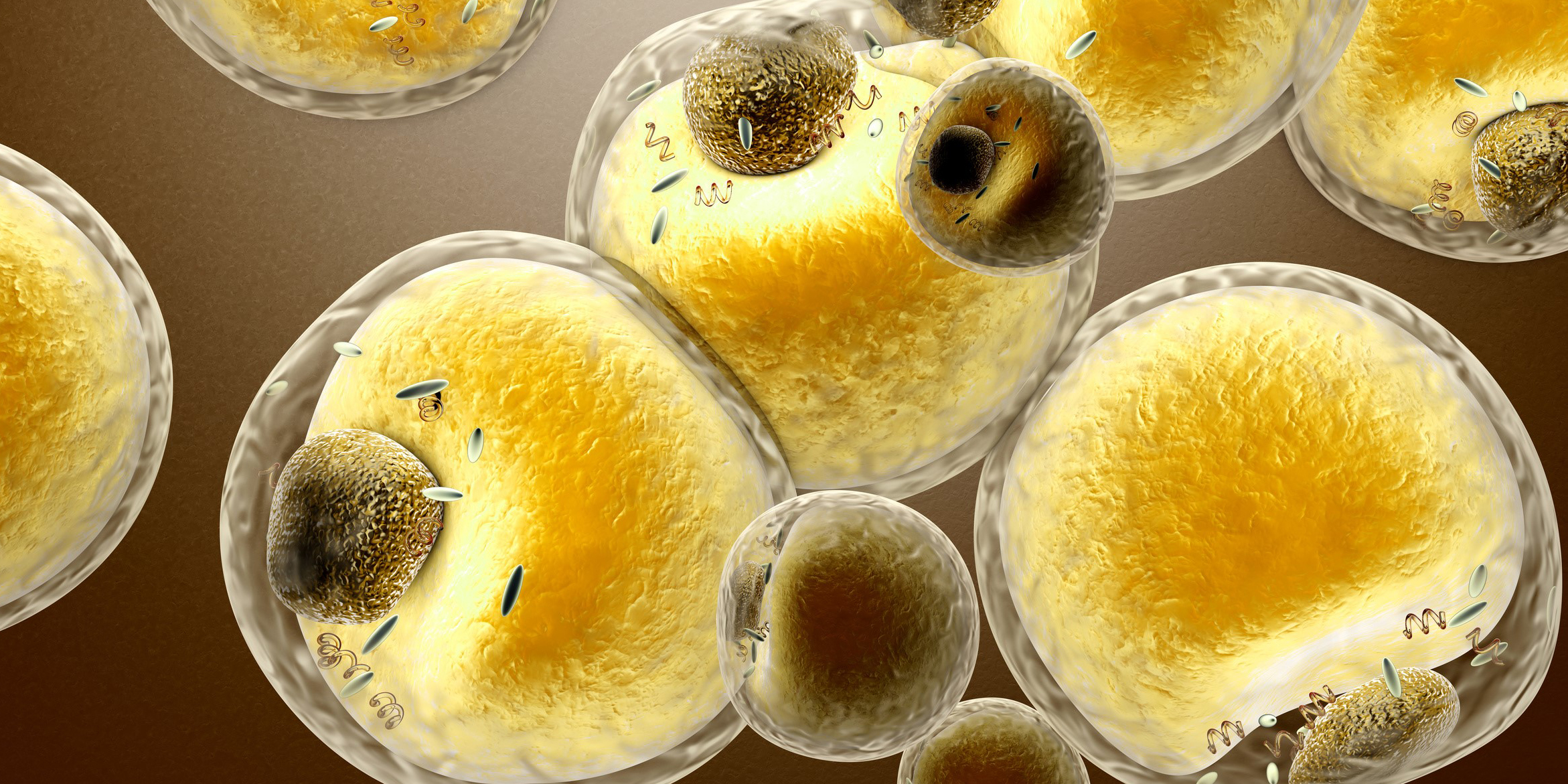 запасной жир