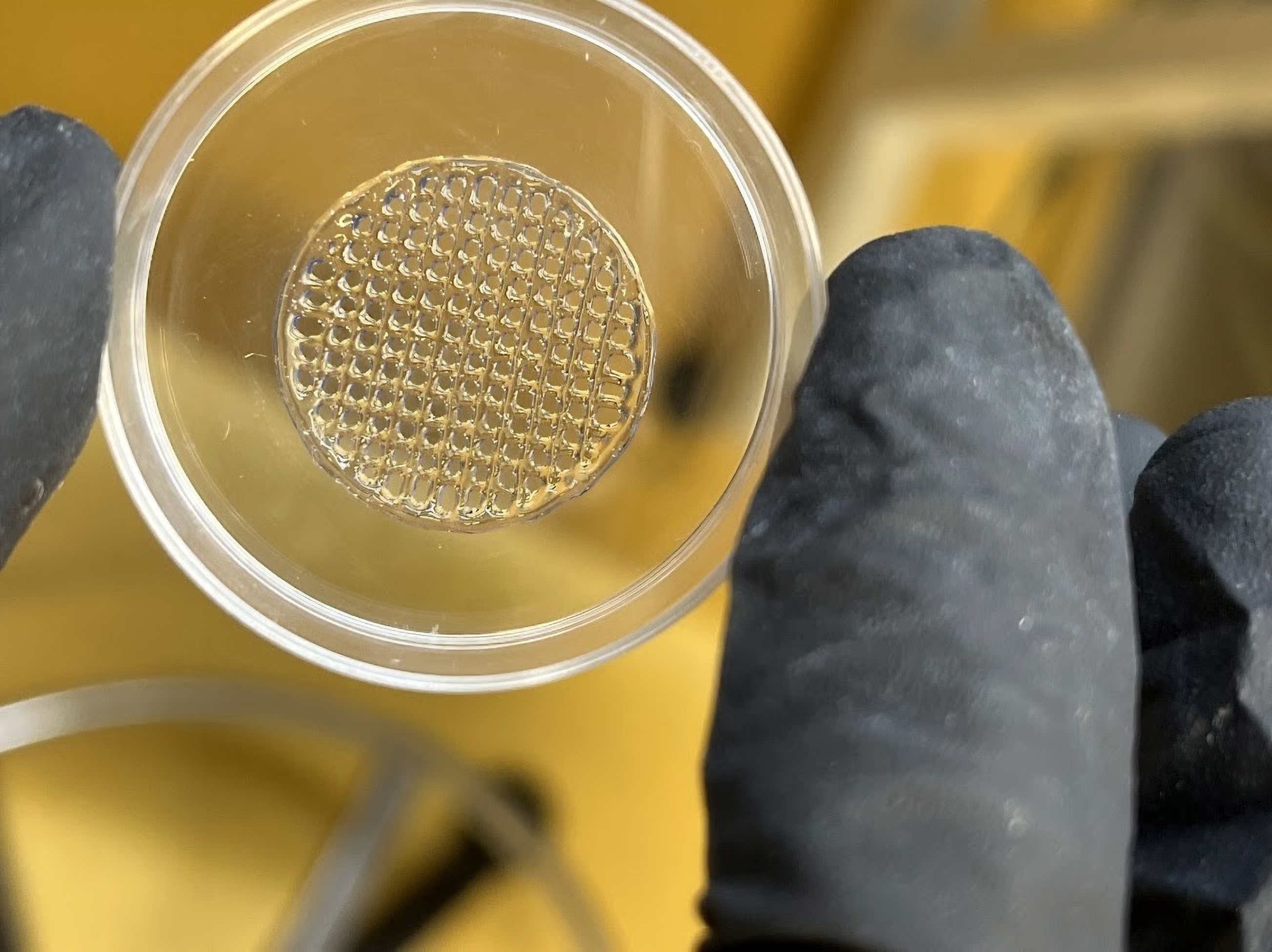 Zwischen zwei Fingern ist eine kleine Petrischale eingeklemmt, in der ein vernetztes Muster zu sehen ist, das aus einem Gel besteht.