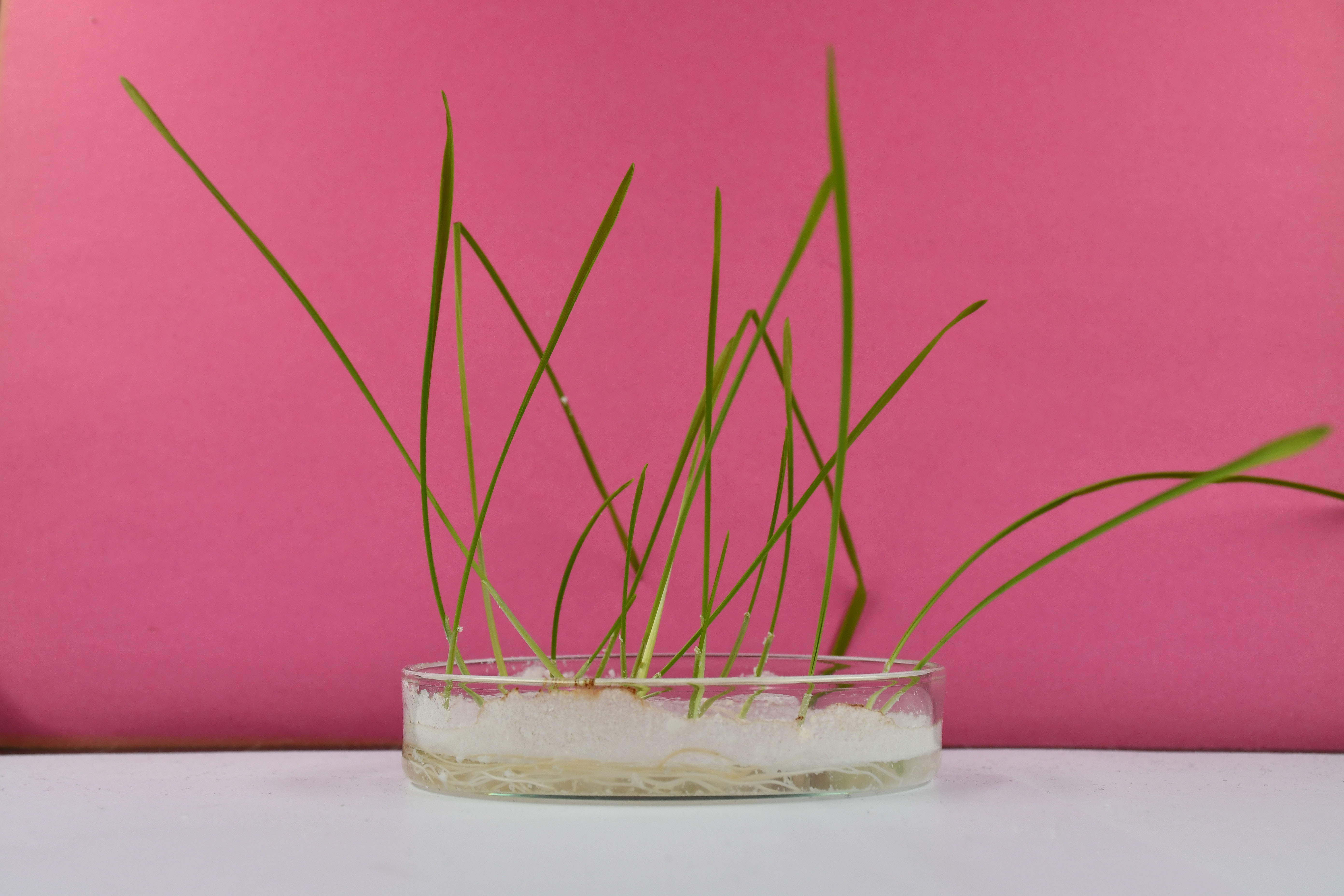 Young plants with long, thin shoots grow in a planting tray filled with fine plastic particles.