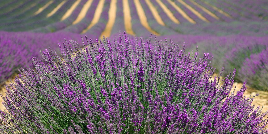 Lavendel